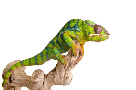 Isolated chameleon