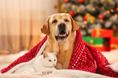 Happy Yellow Dog Under Blanket with Cat