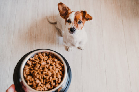 Young Jack Russel Terrier Dog looking into camera while looking at food bowl