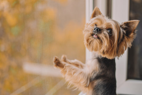 Young dog looking out clear glass door 