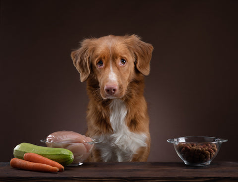 Brown Dog Looking Into Camera Next to Kibble, raw Meat and Vegetables