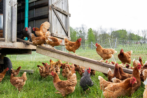 Multiple backyard chickens walking into and around chicken coop