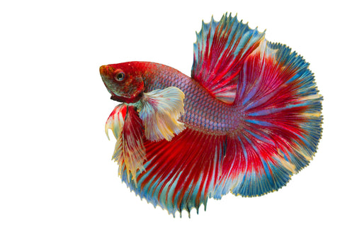 Colorful Halfmoon Beta Fish