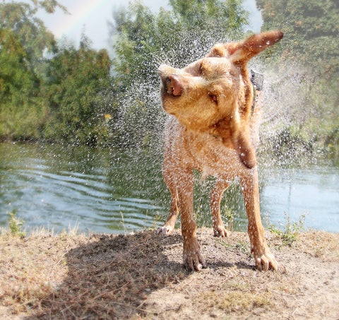 Dog shaking off water after swimming in lake