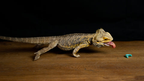 Juvenile bearded dragon about to eat a blue hornworm feeder