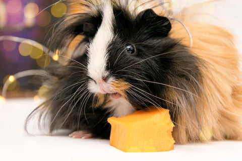 Guinea Pig Eating Pumpkin