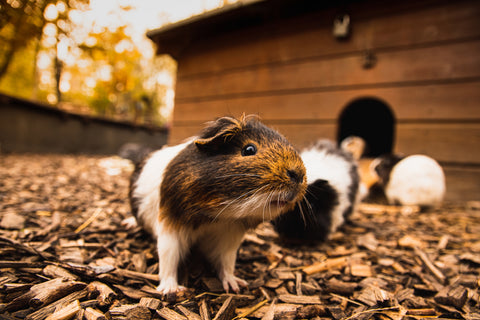 Guinea Pigs in Enclosure 