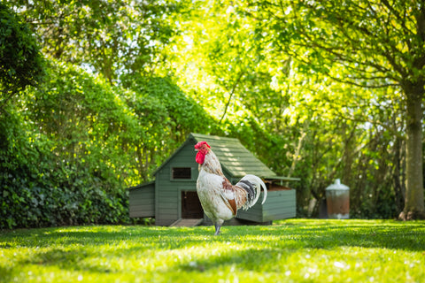 Backyard chicken looking into camera in the shade