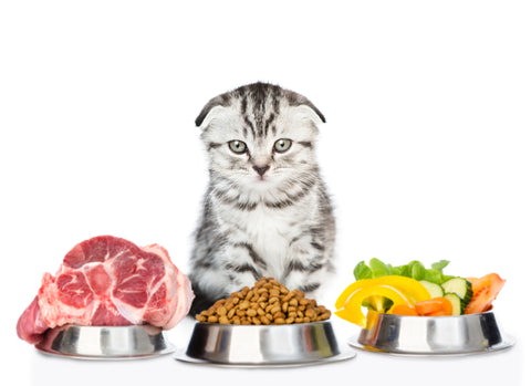 Small Kitten In Front of Raw Pet Food