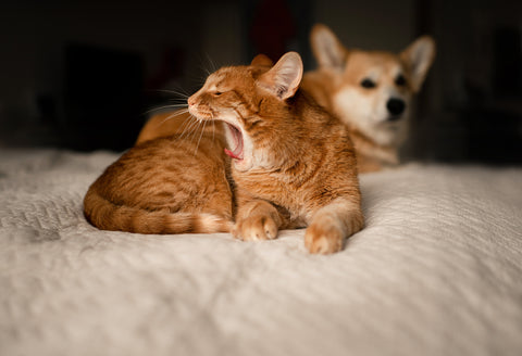 Corgi Dog Sitting with Orange Yawning Cat