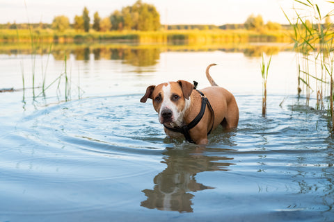 Dog in lake water looking into camera