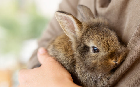 Young brown rabbit being held by person