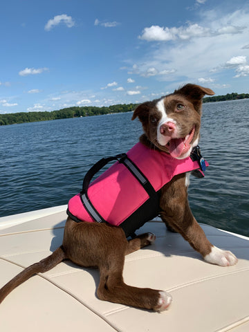 Young puppy with pink lifejacket on a boat smiling and looking into camera