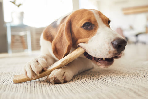 Bloodhound dog chewing on bully stick