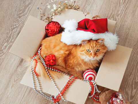 Orange Cat Sitting in Unwrapped Gift Box Looking into Camera