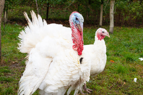 Two backyard turkeys looking into camera