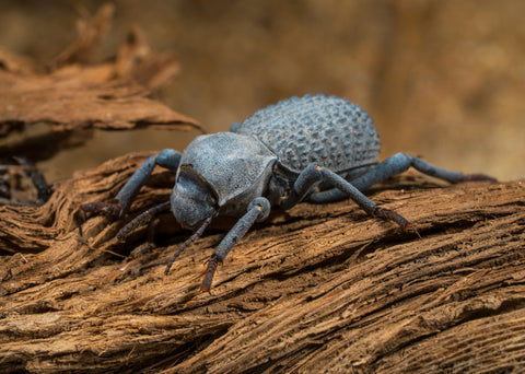 A single blue feinging death beetle sitting on piece of wood cork