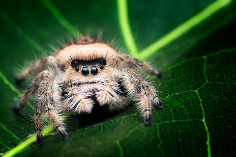 Jumping spider looking into camera