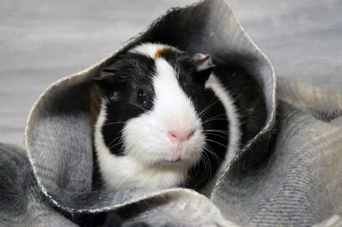 Guinea Pig Wrapped in Blanket