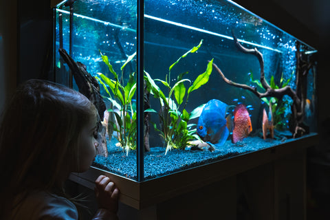 Low light fish aquarium with child looking into aquarium