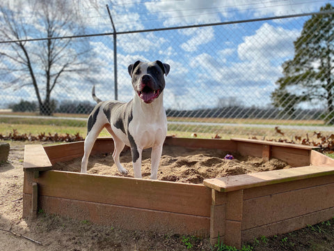 Young pit bull terrier mix dog playing in sandbox looking into camera