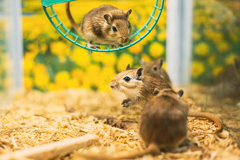 Pet Gerbils Playing Together in Enclosure