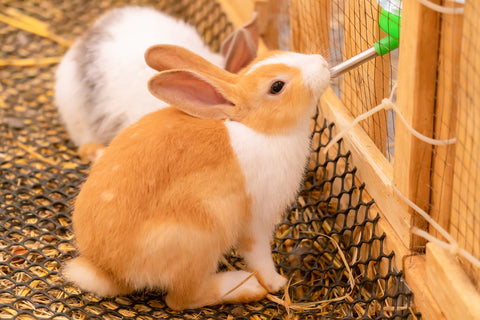 Orange pet rabbit drinking from water bottle