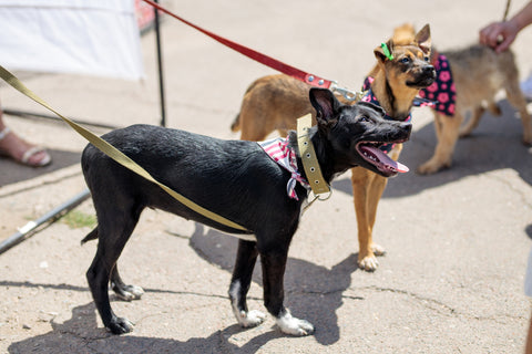 Two dogs with their owners at an event