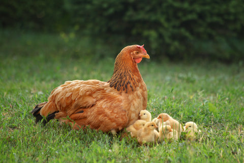 Mother hen sitting outside with her baby chicks