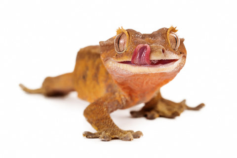 Crested Gecko isolated looking into camera while licking lips