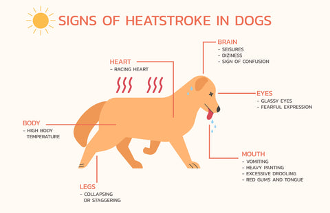 Infographic on Signs of Heat Stroke