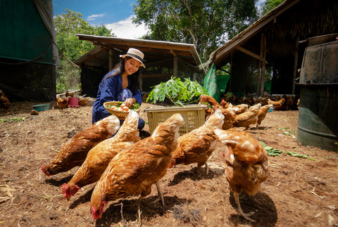 Woman feeding multiple chickens within backyard chicken coop