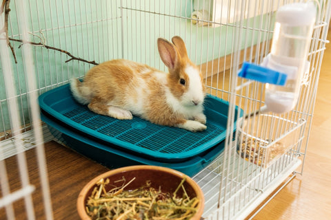 A large pet rabbit sitting in enclosure looking into camera