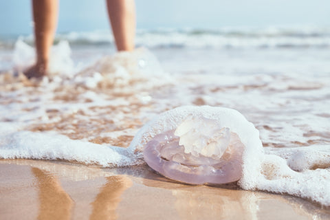 Jellyfish sitting near human foot along ocean coast