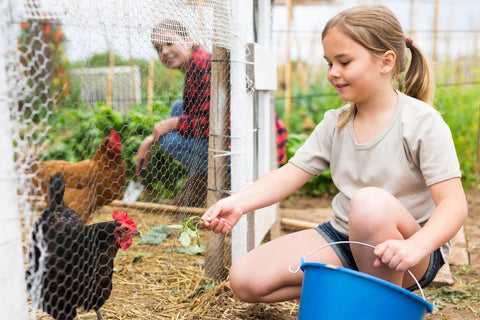 young girl feeding backyard chickens near chicken coop