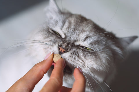 Cute grey cat eating supplement from human's hands