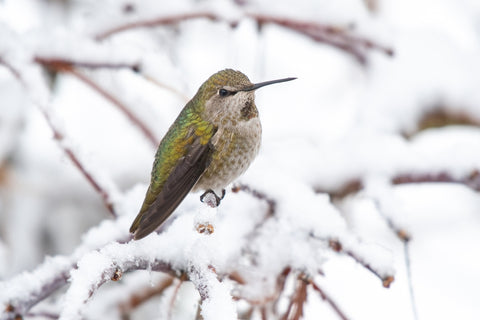 Hummingbird in Tree Covered in Snow