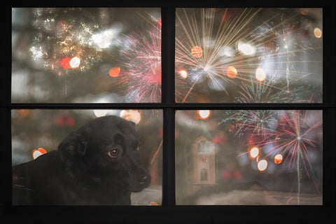 Young Scared Black Dog Looking Out Window at Fireworks