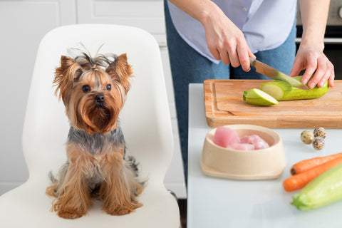 Little Dog Watching Owner Prepare Fresh Vegetables and Raw Meet Pet Food