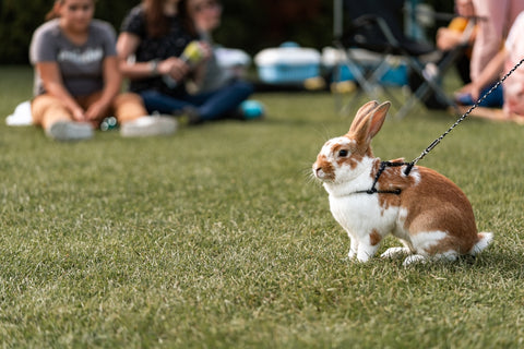 Pet rabbit on a leash in a park with people sitting watching it in background