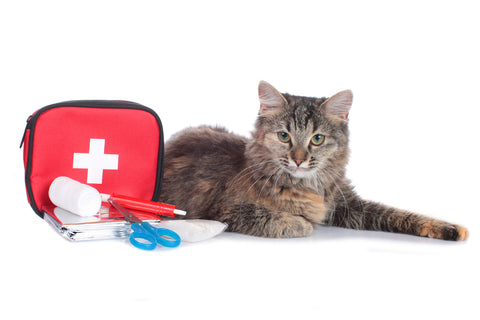 Cat sitting with pet first aid kit