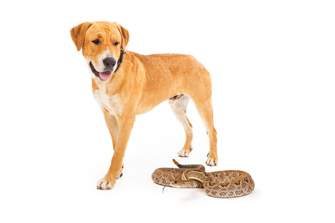 Yellow Lab Approaching Snake Isolated