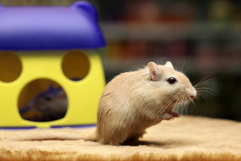 Shelter Dogs of Portland: BABY HAMSTERS - nice easy little pets