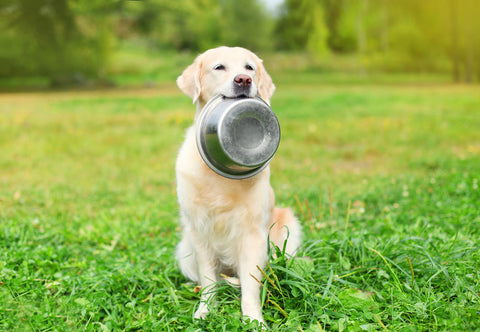Yellow Lab in Grass Holding Up Food Bowl with Mouth
