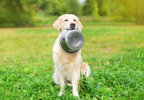 Senior Yellow Labrador Dog holding up food bowl sitting in grass field