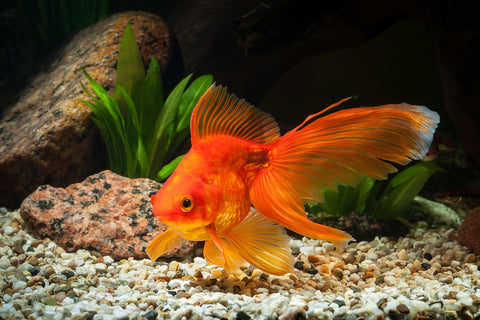 Goldfish at Bottom of Tank