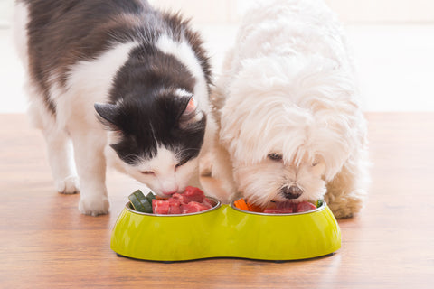Cat and Dog Eating From Same Raw Food Bowl