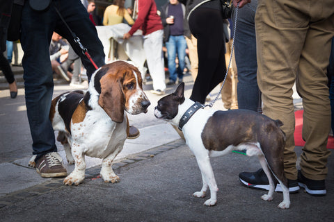 Basset Hound dog and Bull Terrier Dog Greeting at Public Dog Event
