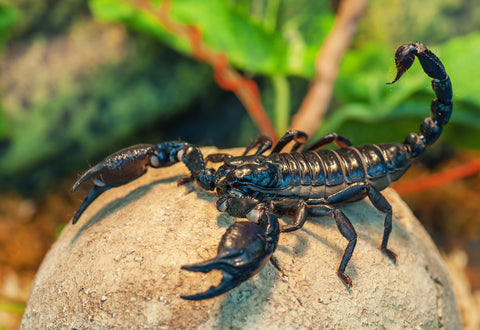 Pet scorpion within enclosure