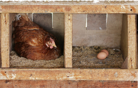 Chicken laying egg